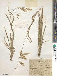 Bromus anomalus image