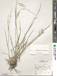 Bromus anomalus image