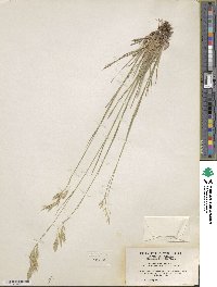 Bromus anomalus image