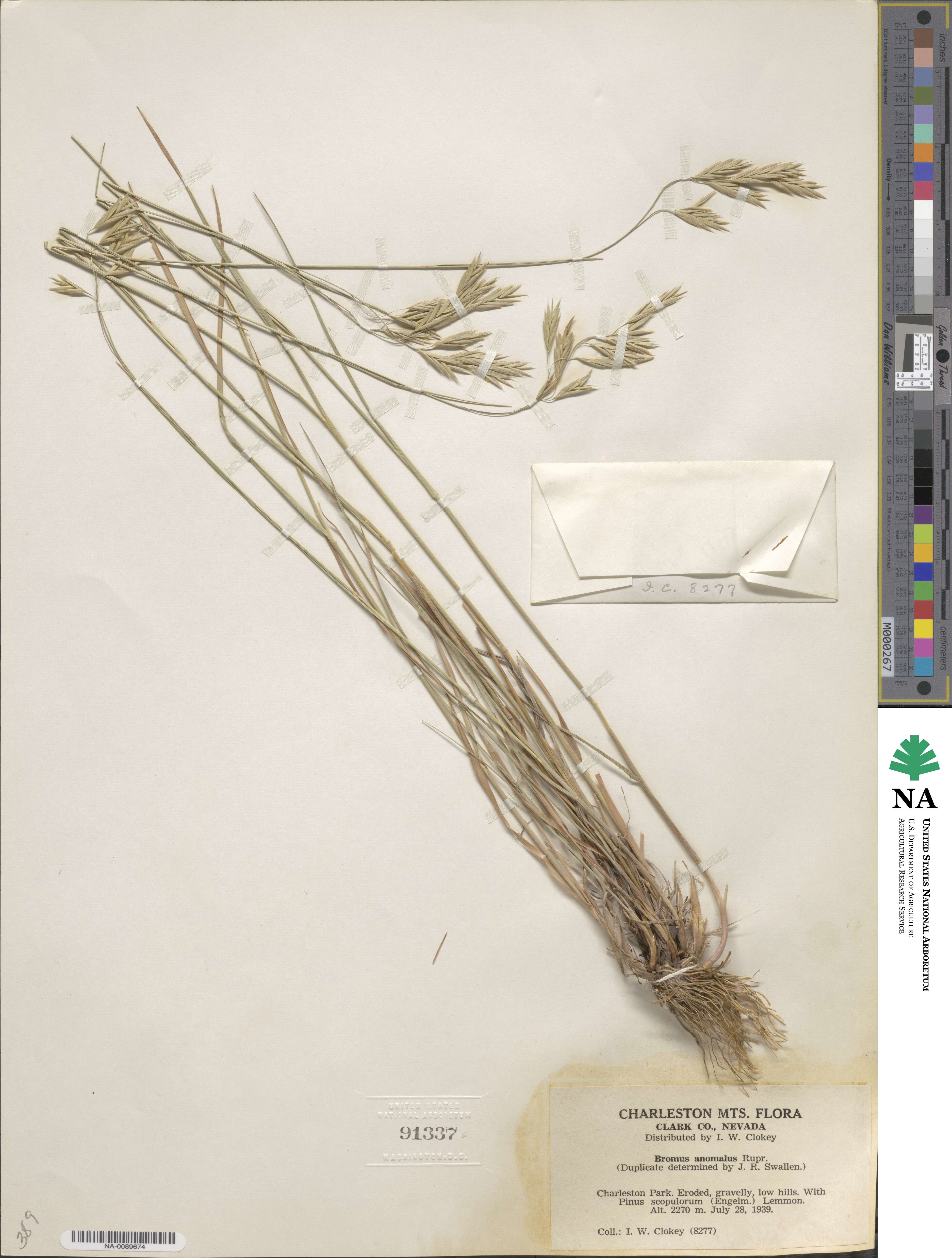 Bromus anomalus image