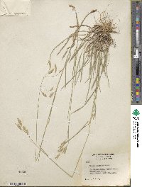 Bromus anomalus image