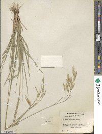 Bromus anomalus image