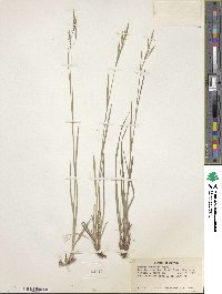 Bromus anomalus image