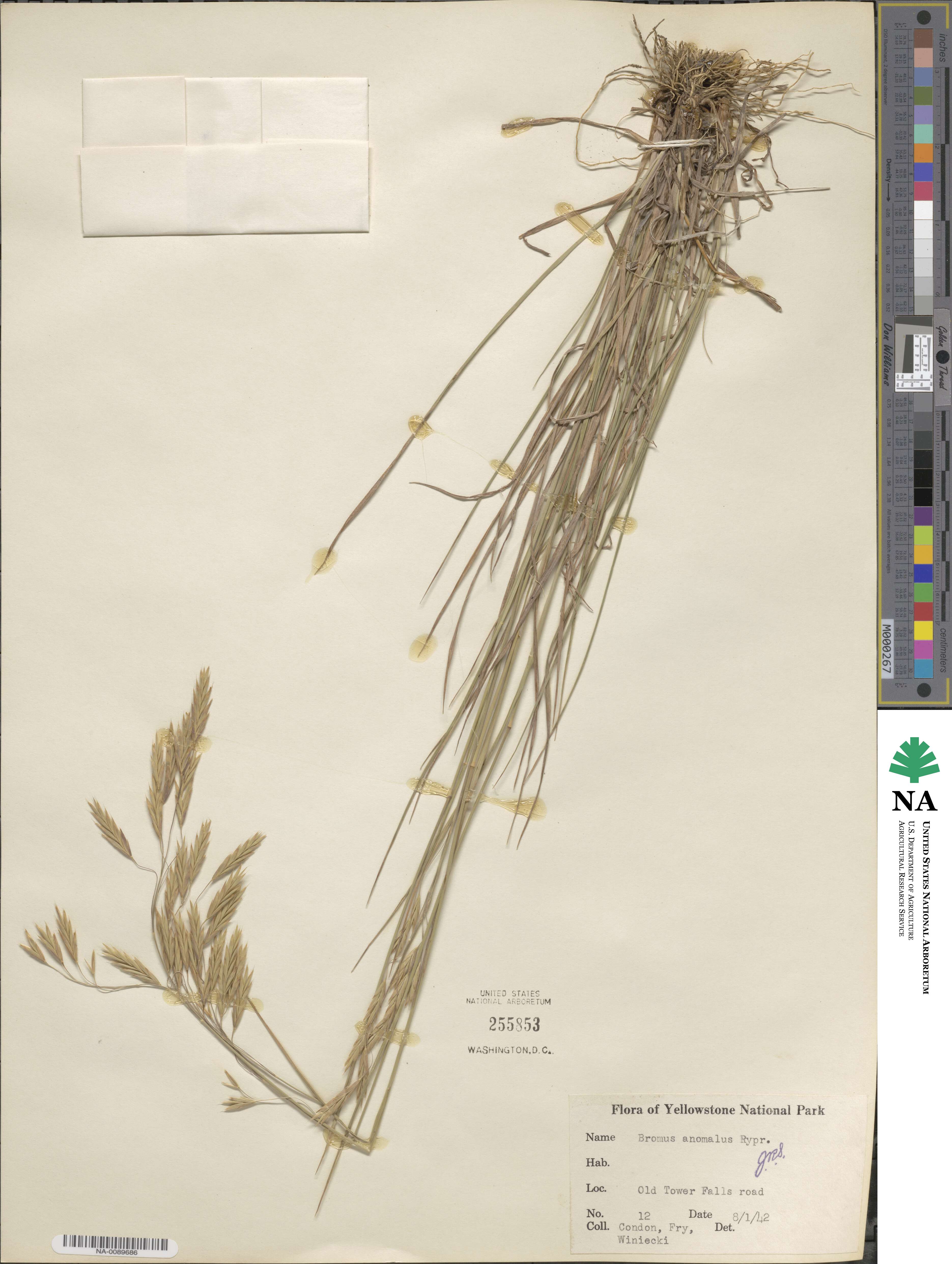 Bromus anomalus image