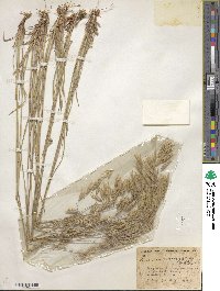 Bromus anomalus image