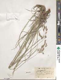 Bromus anomalus image