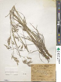 Bromus anomalus image