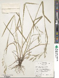 Bromus lanatipes image