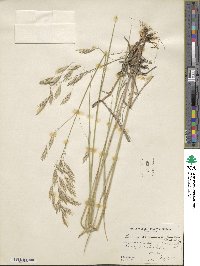 Bromus lanatipes image