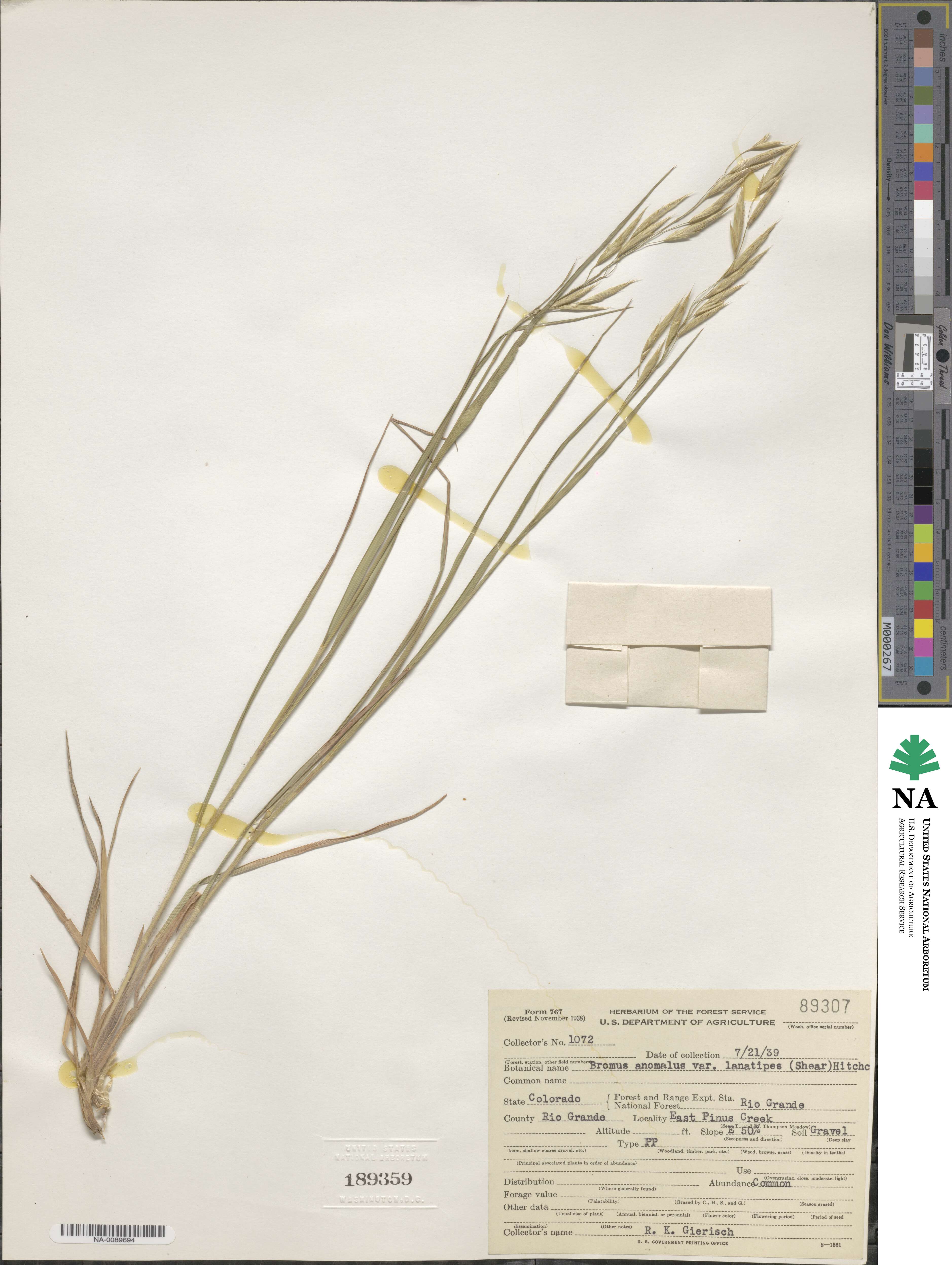 Bromus lanatipes image