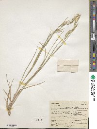 Bromus lanatipes image