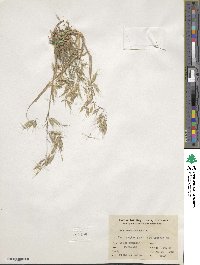 Bromus arenarius image