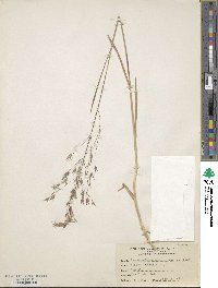 Bromus arvensis image