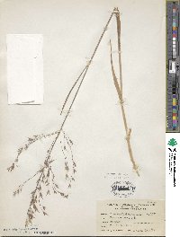 Bromus arvensis image