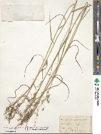 Bromus arvensis image