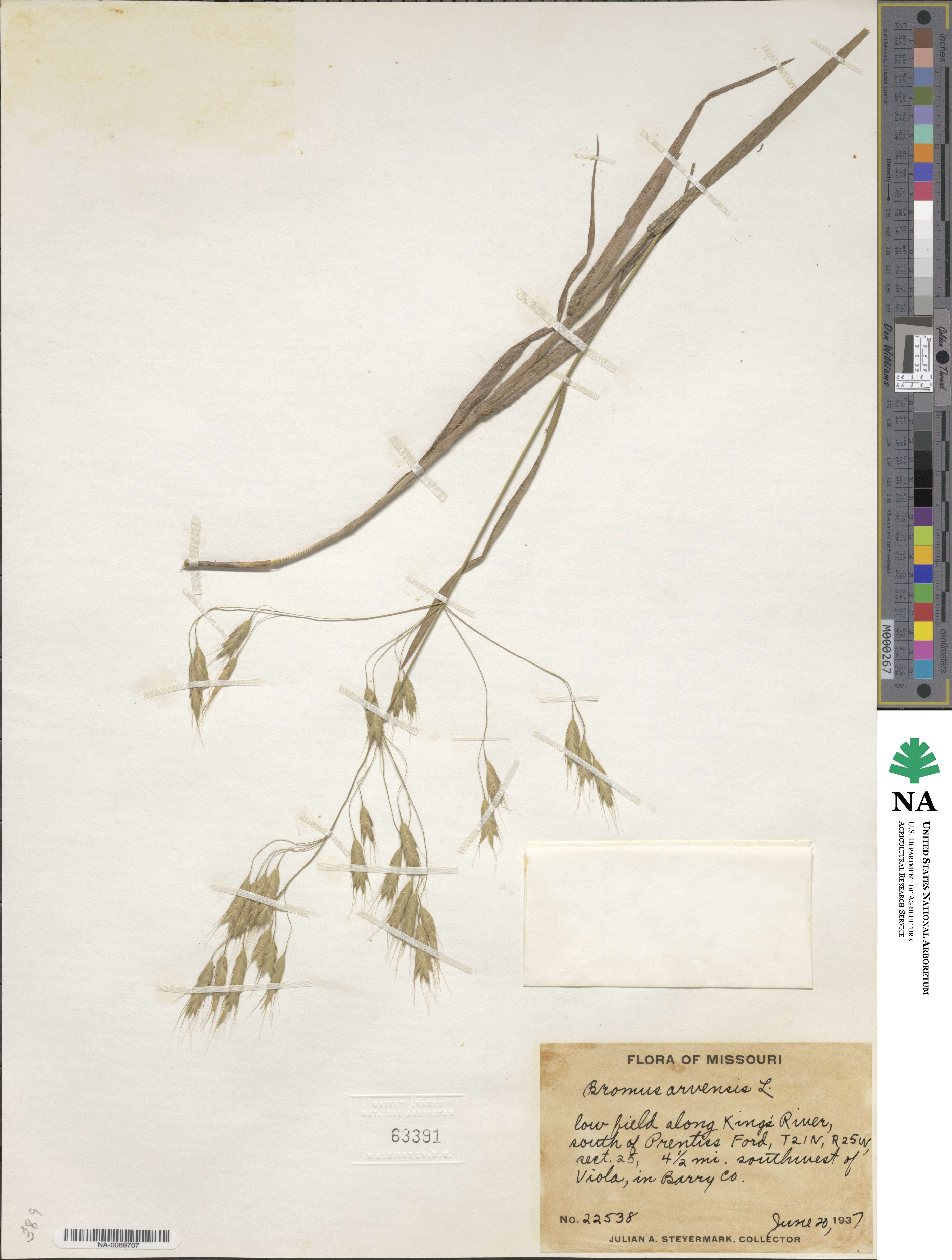 Bromus arvensis image