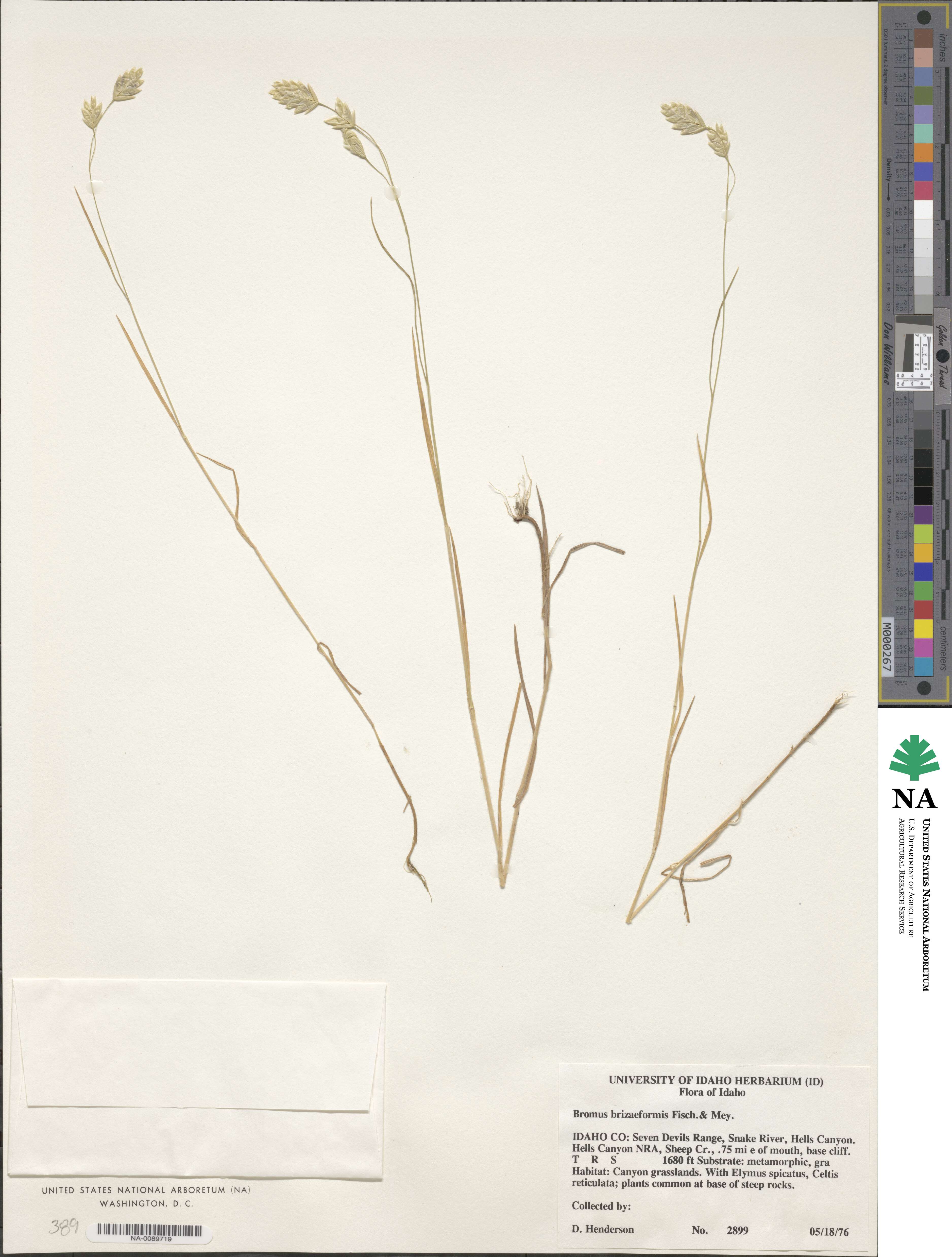Bromus briziformis image