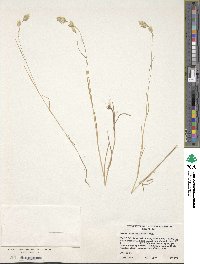 Bromus briziformis image