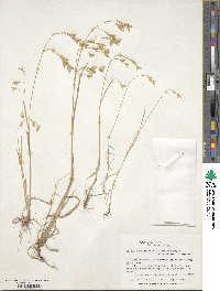 Bromus briziformis image