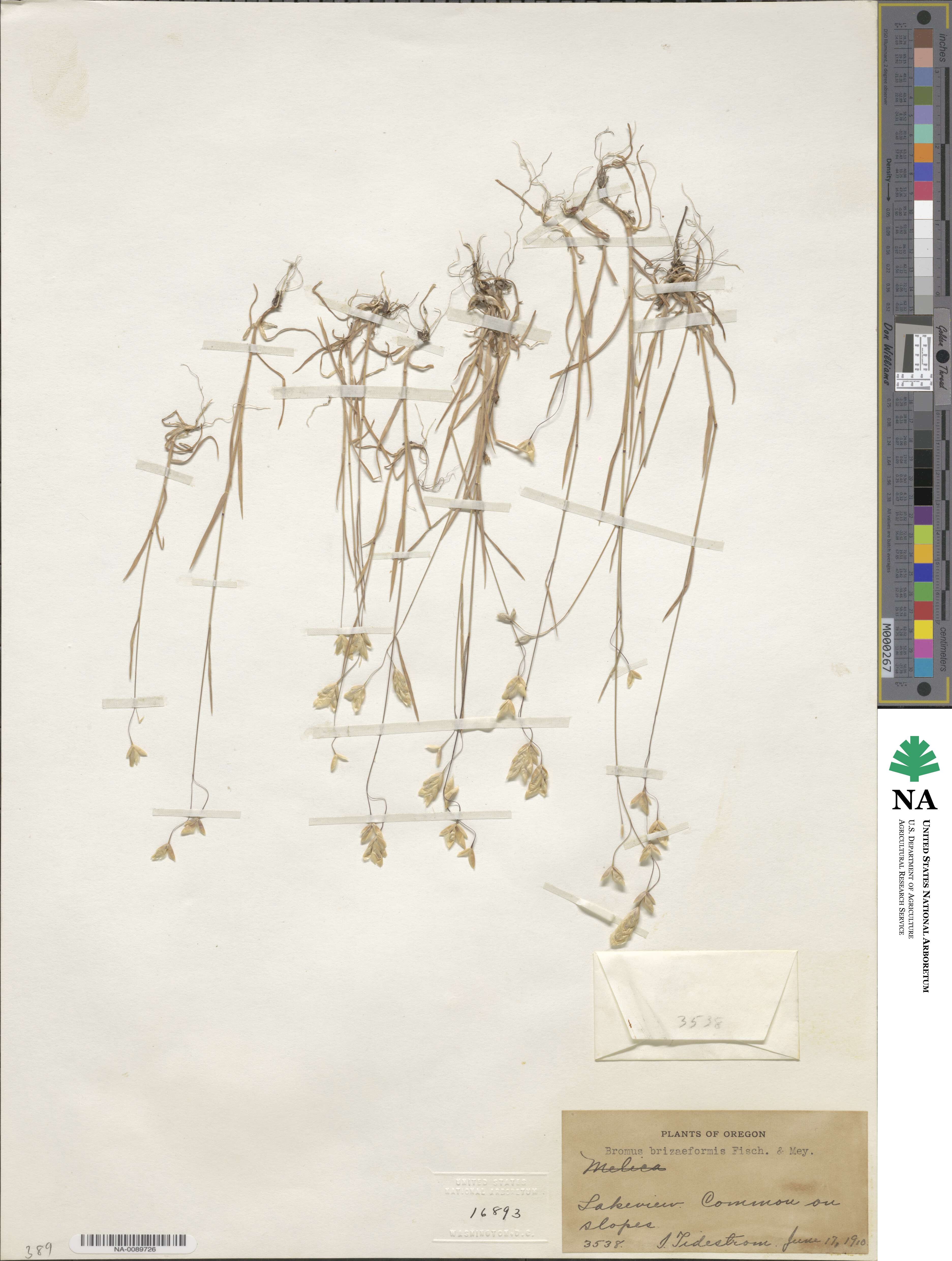 Bromus briziformis image