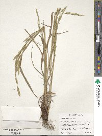 Bromus carinatus image