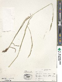 Bromus carinatus image