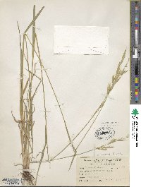 Bromus carinatus image