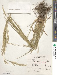 Bromus carinatus image