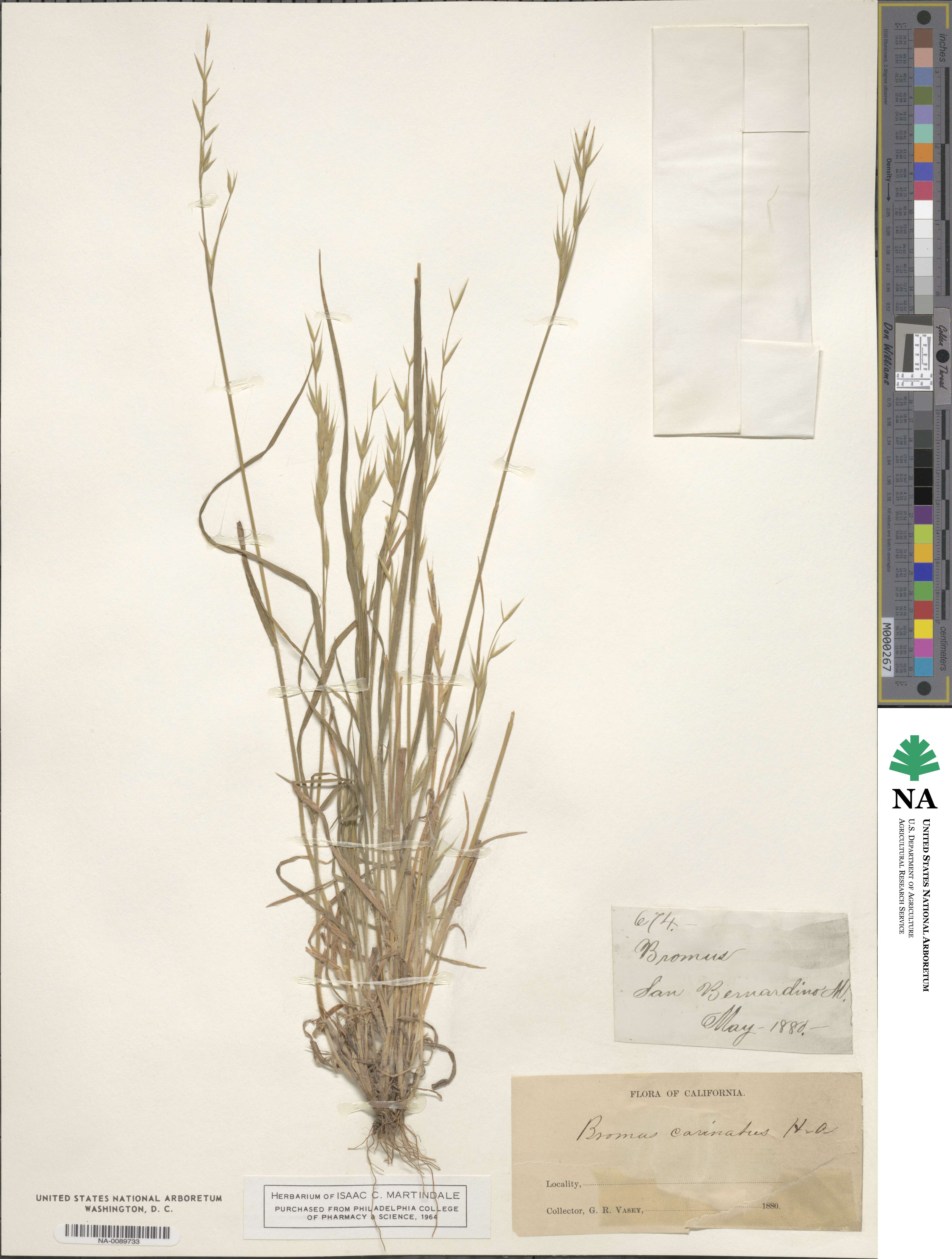Bromus carinatus image
