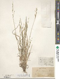 Bromus carinatus image