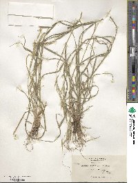 Bromus carinatus image