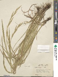 Bromus carinatus image