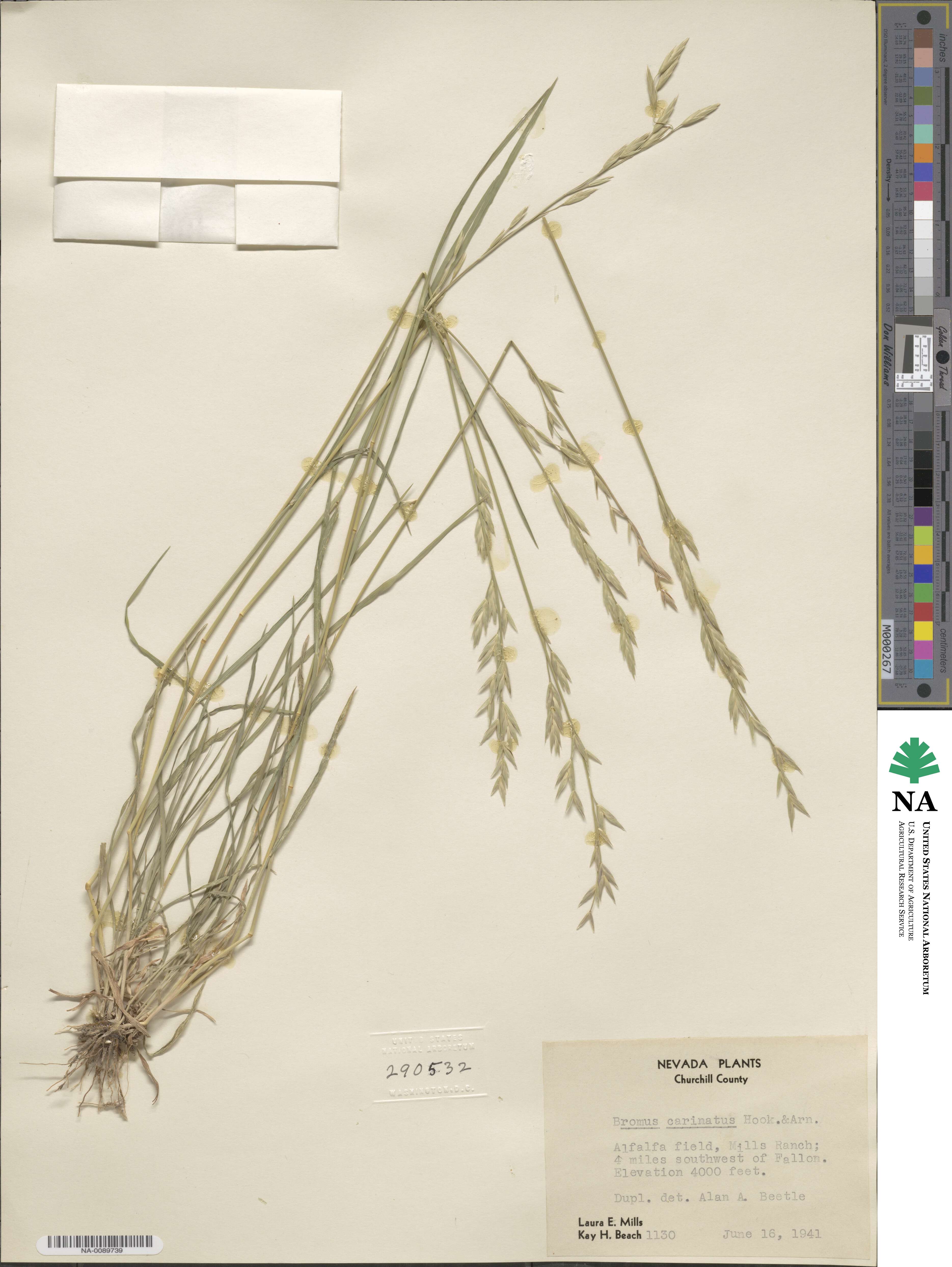 Bromus carinatus image