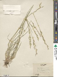 Bromus carinatus image