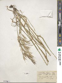 Bromus carinatus image