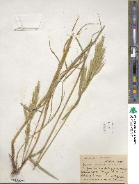 Bromus carinatus image