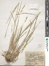 Bromus carinatus image