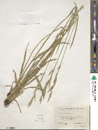 Bromus carinatus image