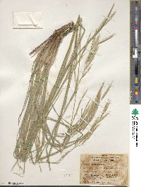 Bromus carinatus image