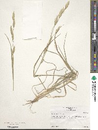 Bromus catharticus image