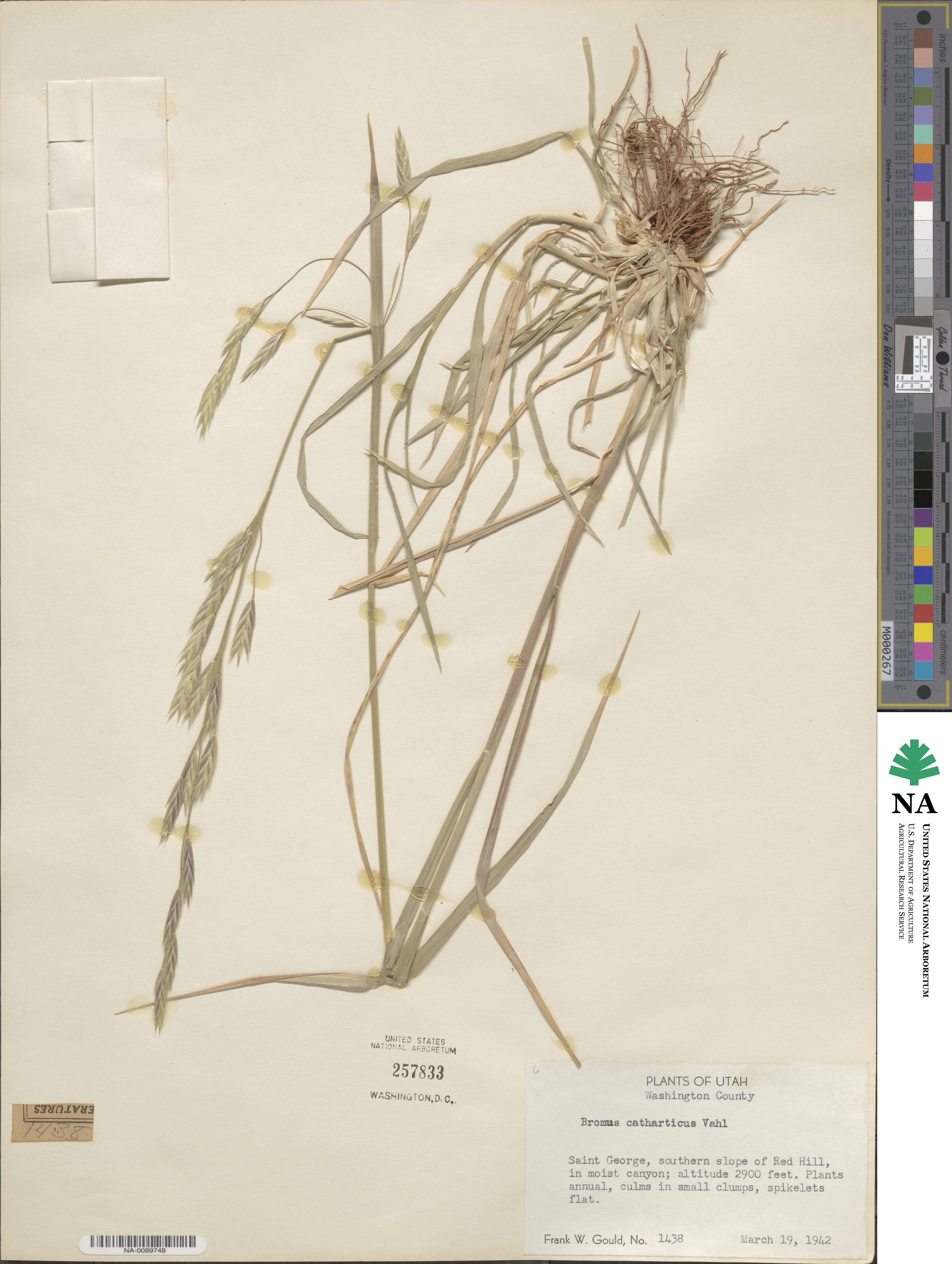 Bromus catharticus var. catharticus image