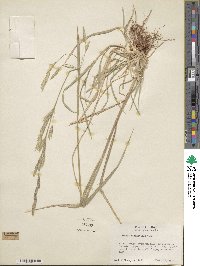 Bromus catharticus image