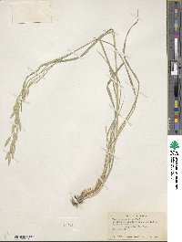 Bromus catharticus image