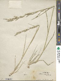 Bromus catharticus image