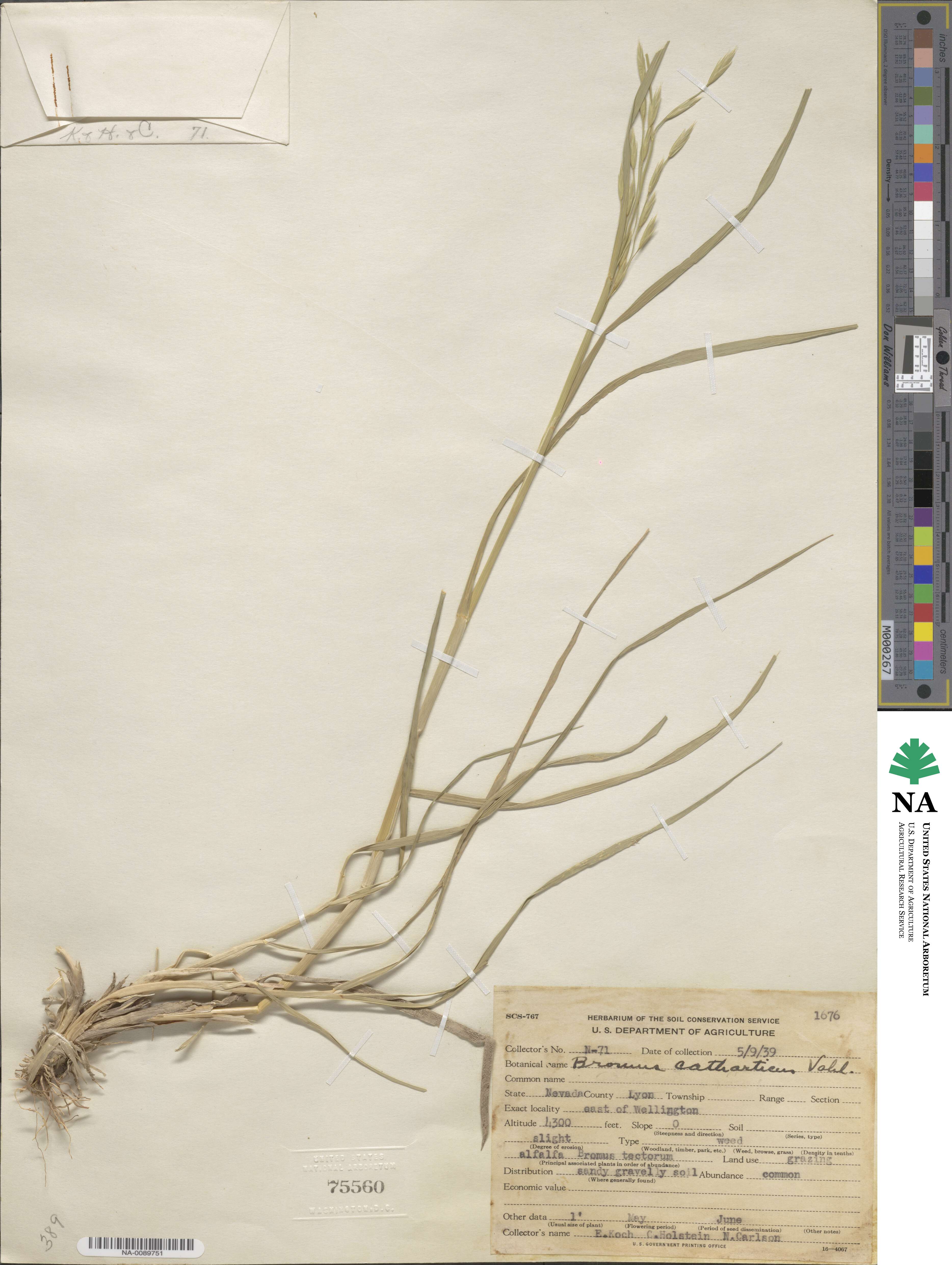 Bromus catharticus var. catharticus image
