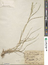 Bromus catharticus var. catharticus image