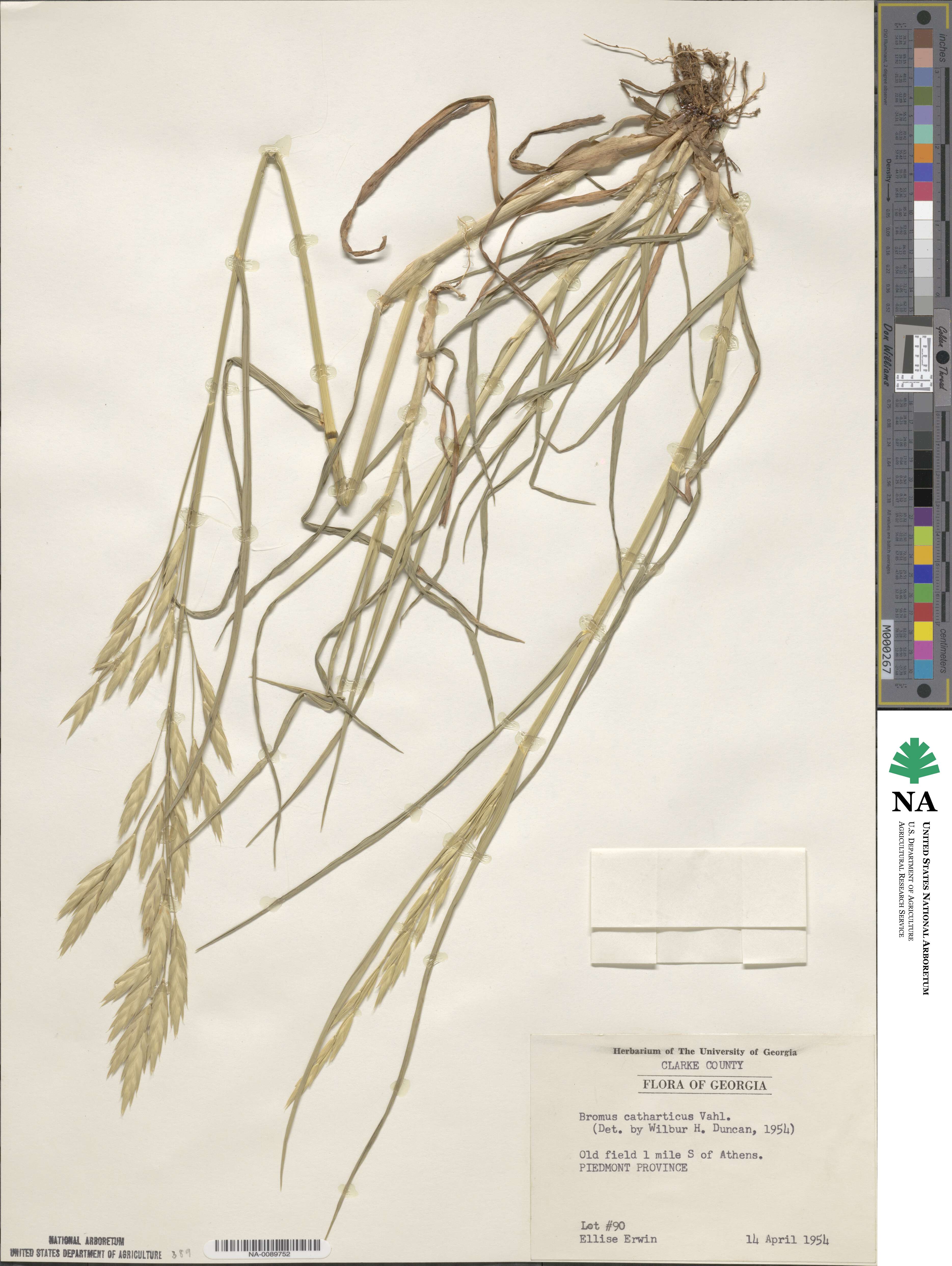 Bromus catharticus var. catharticus image