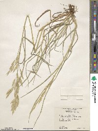 Bromus catharticus image