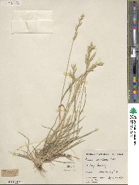 Bromus catharticus var. catharticus image