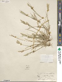 Bromus catharticus var. catharticus image